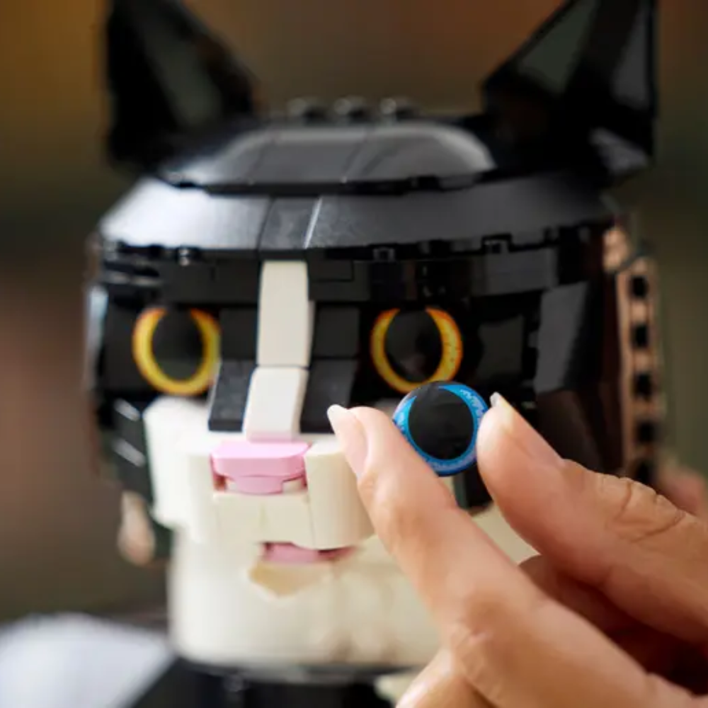 Gato Bicolor