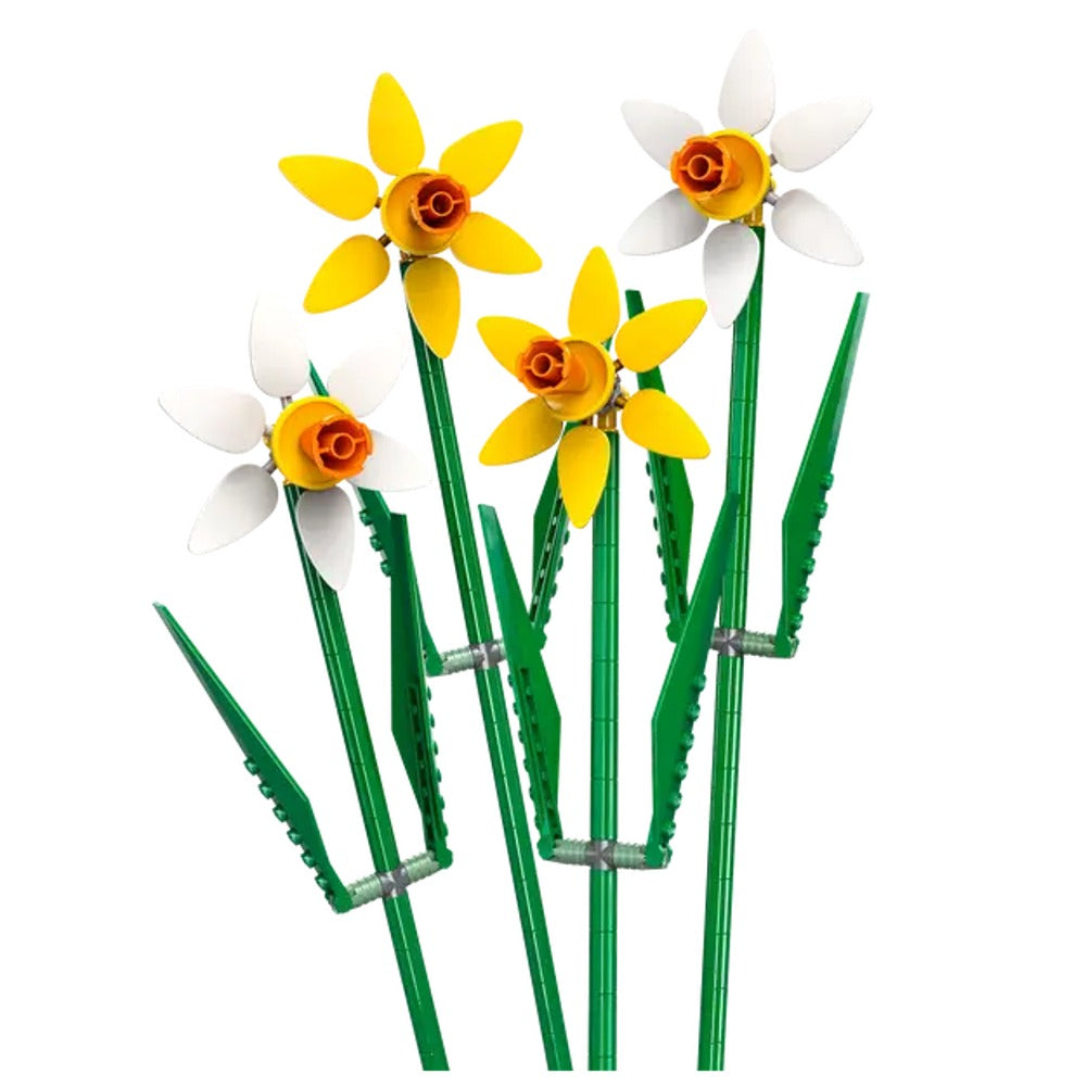 Narcisos