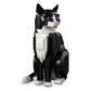 Gato Bicolor