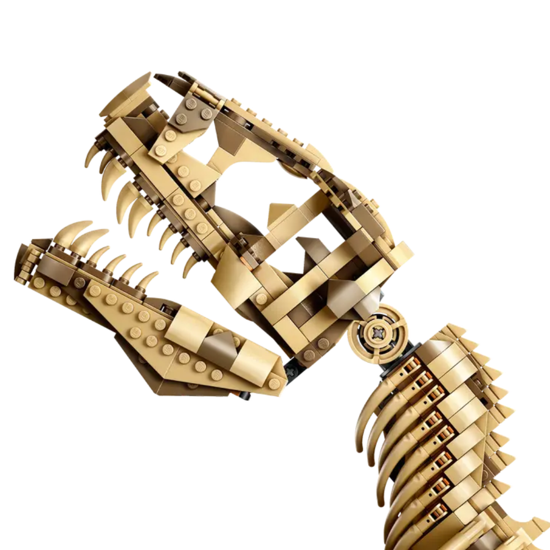 Fósiles de Dinosaurio: Tyrannosaurus rex