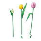 Ramo de Tulipanes