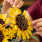 Ramo de Girasoles